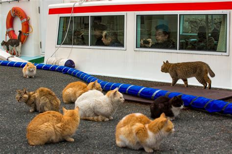 Der Aoshima-Katzeninsel – Ein Paradies für Katzenliebhaber im Herzen Japans!