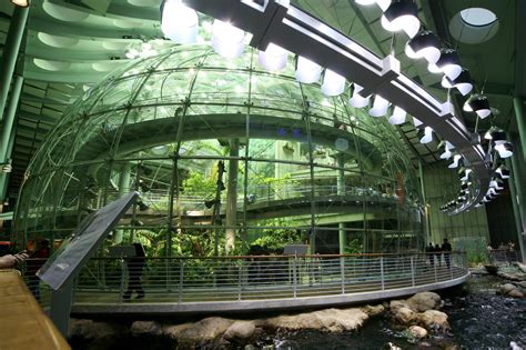  Die California Academy of Sciences: Ein naturwissenschaftliches Museum und Aquarium in einem!